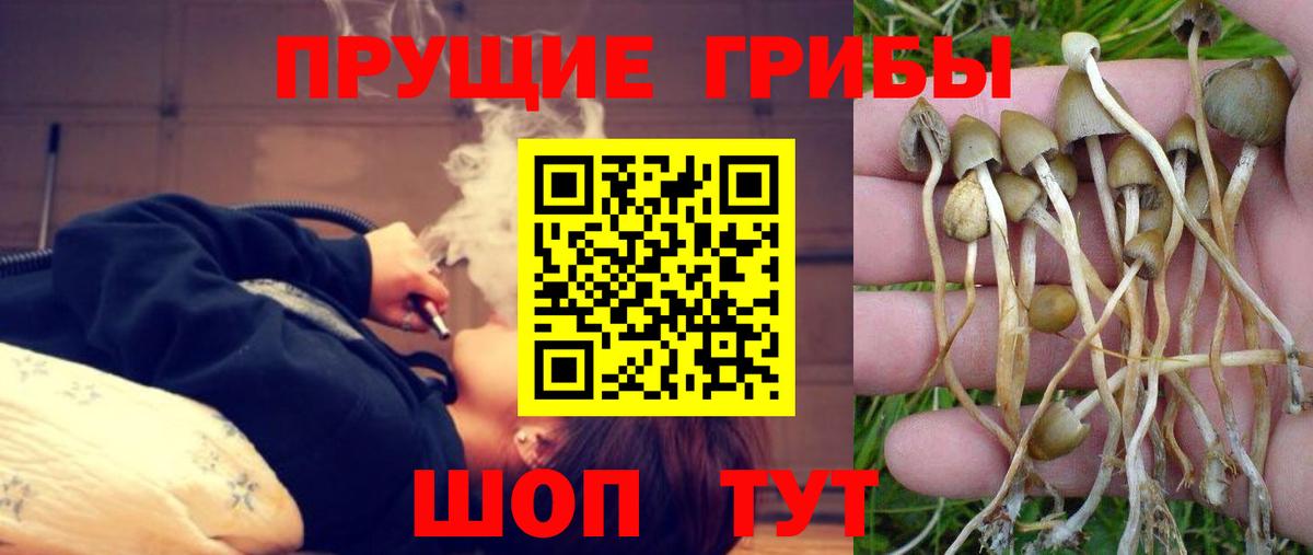 Псилоцибиновые грибы GOLDEN TEACHER  Галлюциногенные грибы GOLDEN TEACHER  Барабинск  Вход с VPN 